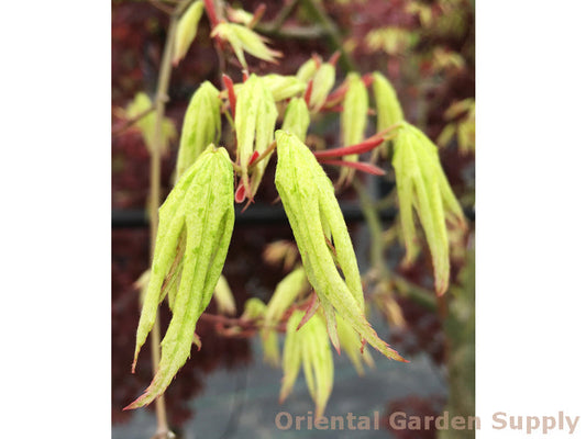 Acer palmatum 'Ukigumo'