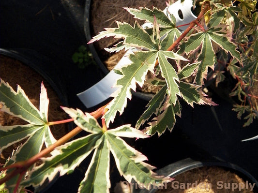 Acer palmatum 'White Butterfly'