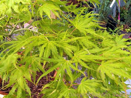 Acer palmatum 'White Peaches'