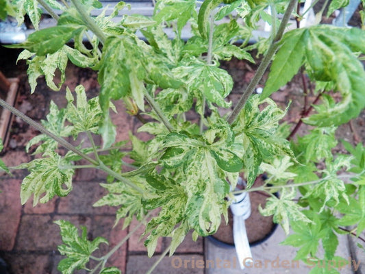 Acer sieboldianum 'Kumoi nishiki'