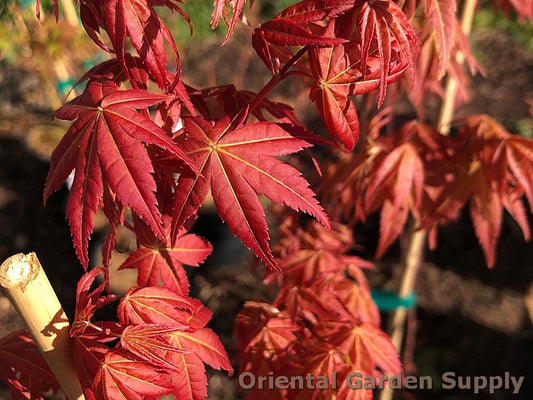 Acer palmatum 'Happy Corallinum'