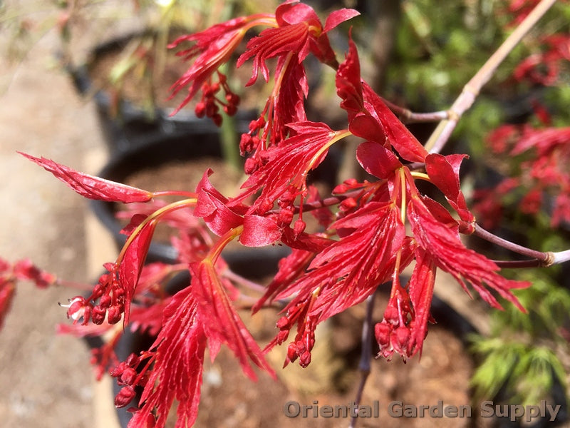 Acer palmatum 'Otome zakura'