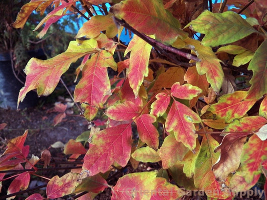 Acer triflorum