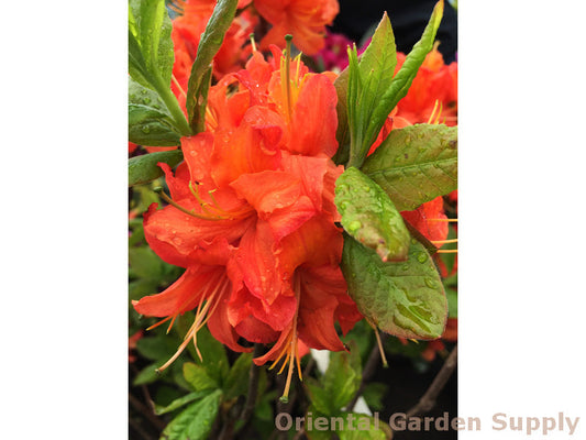 Azalea 'Mandarin Lights'