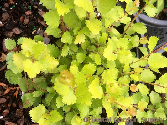 Betula x 'Cesky Gold'