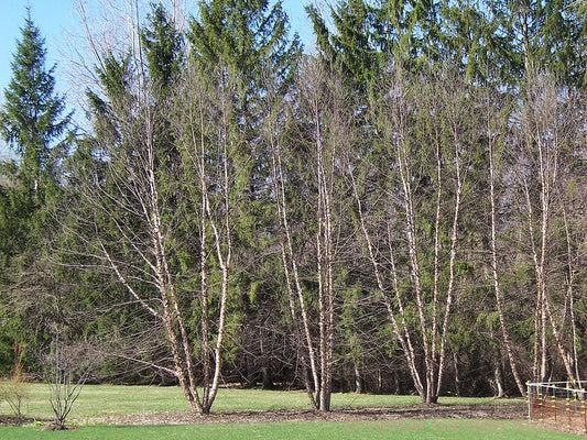 Betula nigra