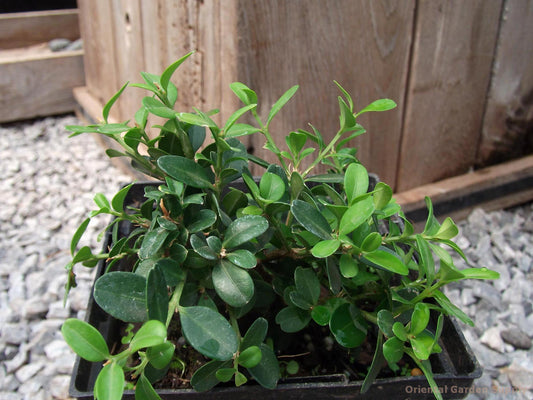 Buxus microphylla var. japonica 'Morris Midget'