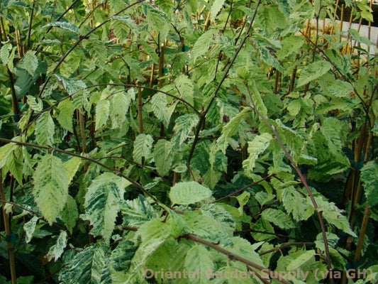 Carpinus betulus 'Foliis Argenteovariegatis Pendula'