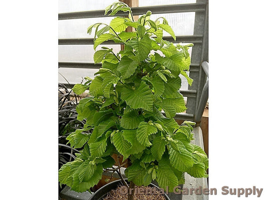Carpinus betulus 'Columnaris nana'
