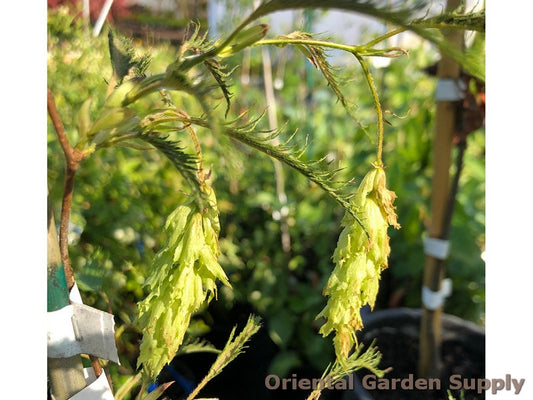 Carpinus japonica 'Silver Lace'