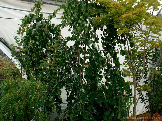 Cercidiphyllum japonicum 'Pendula'