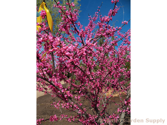 Cercis canadensis 'Appalachian Red'