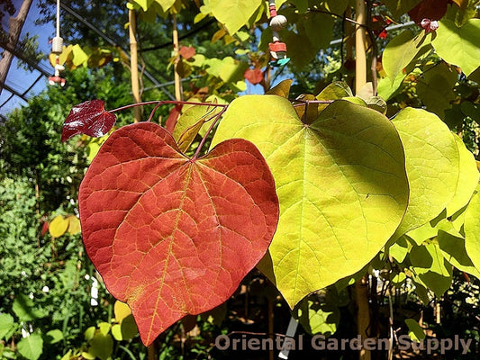 Cercis canadensis 'Flame Thrower'