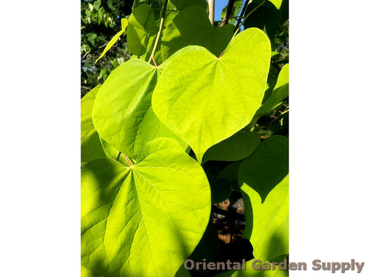 Cercis canadensis 'Golden Falls'