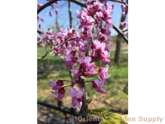Cercis canadensis 'Pink Heartbreaker'