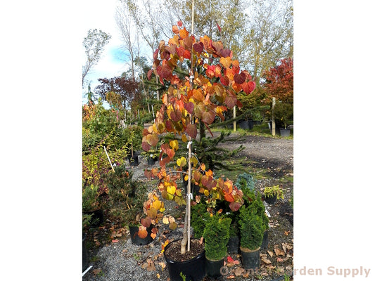 Cercis canadensis 'Ruby Falls'