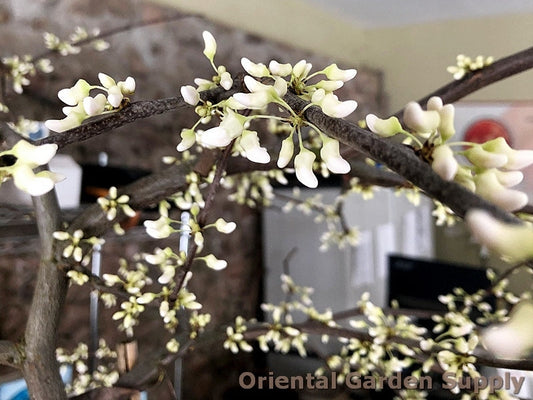 Cercis canadensis 'Vanilla Twist'