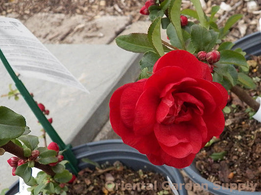 Chaenomeles speciosa 'Scarlet Storm'