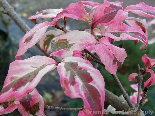Cornus kousa chinensis 'Akatsuki'