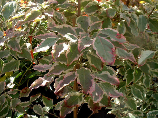 Cornus kousa 'Wolf Eyes'