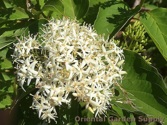 Cornus pumila