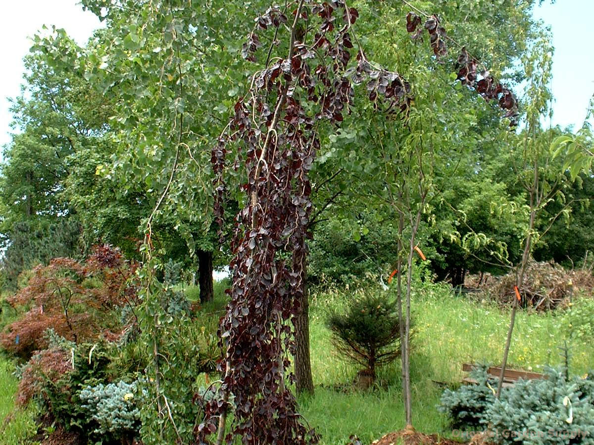 Fagus sylvatica 'Purple Fountain'