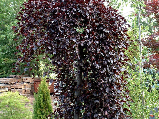 Fagus sylvatica 'Purpurea Pendula'