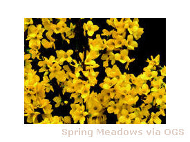Forsythia x intermedia 'Show Off'