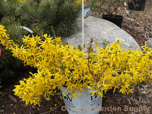 Forsythia x 'Show Off Sugar Baby'