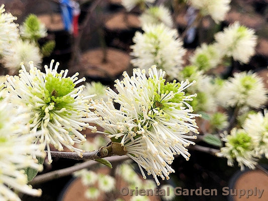 Fothergilla major 'Blue Shadow'