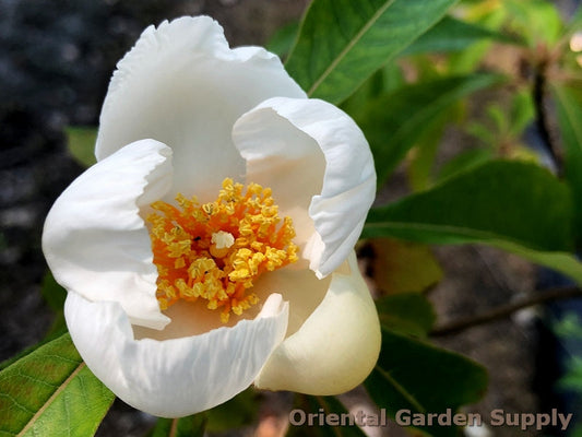 Franklinia alatamaha