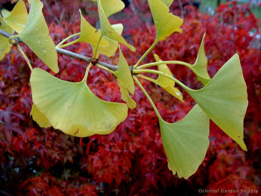 Ginkgo biloba