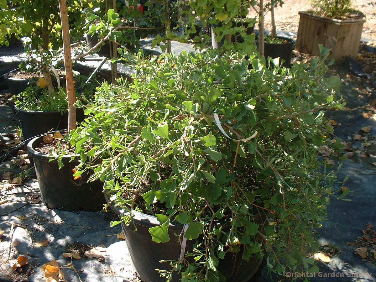 Ginkgo biloba 'Weeping Wonder'