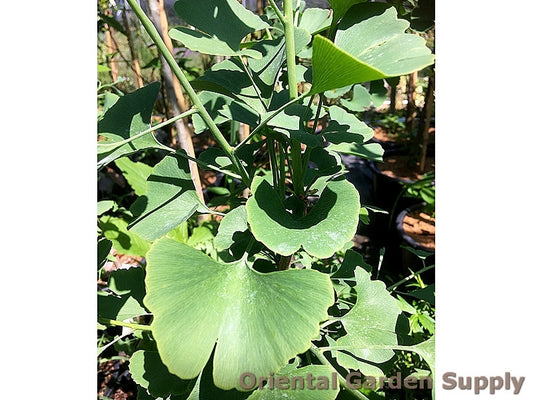 Ginkgo biloba 'Grindstone'