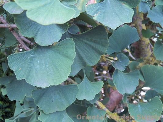 Ginkgo biloba 'Jade Butterflies'