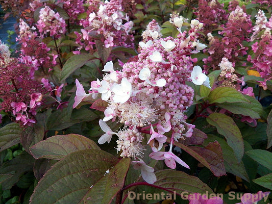 Hydrangea paniculata 'Pinky Winky'