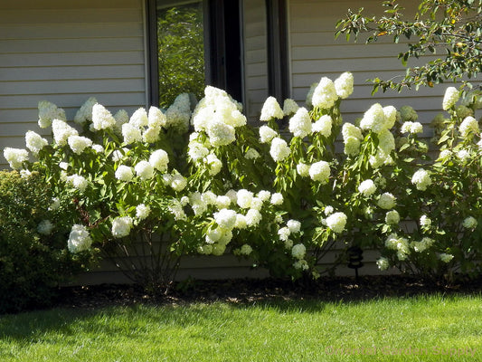 Hydrangea paniculata 'Limelight'