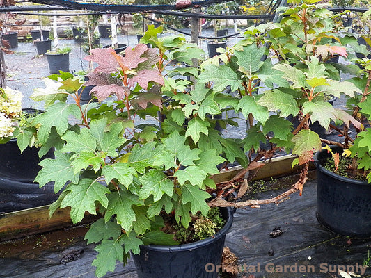 Hydrangea quercifolia 'Snow Queen'