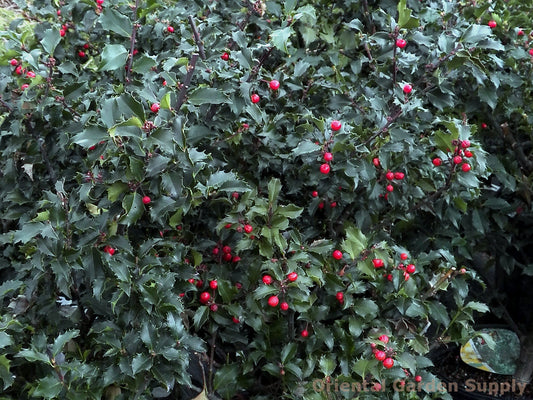 Ilex meservaea 'Blue Princess'