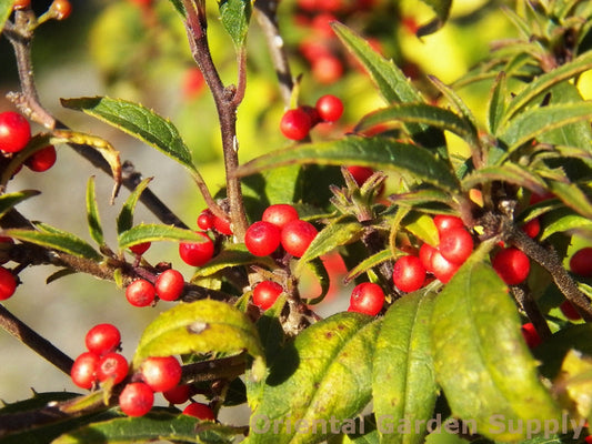 Ilex serrata 'Koshobai'