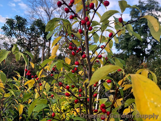 Lindera benzoin