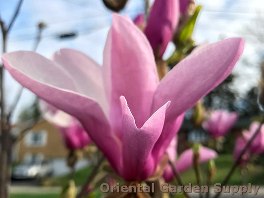 Magnolia liliflora x stellata 'Jane'