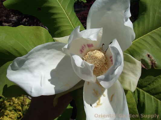 Magnolia macrophylla
