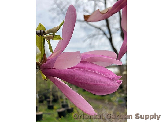 Magnolia liliflora x stellata 'Ricki'