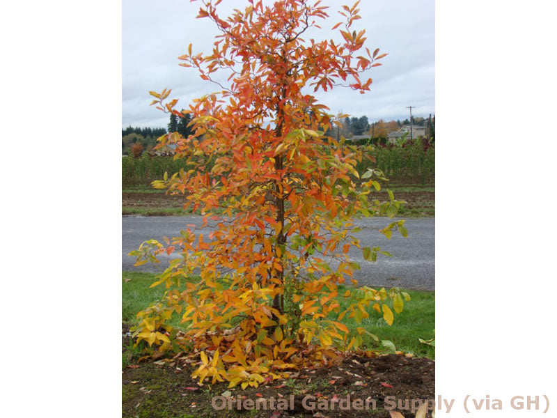 Nyssa sylvatica 'Zydeco Twist'