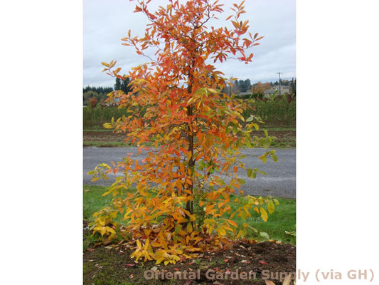 Nyssa sylvatica 'Zydeco Twist'