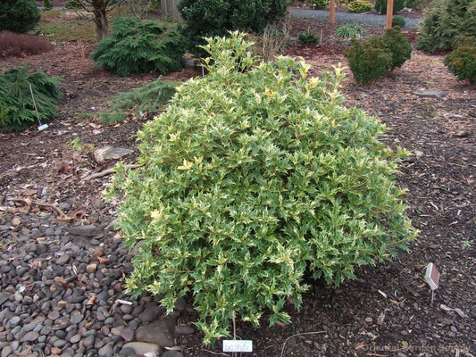 Osmanthus heterophyllus 'Goshiki'