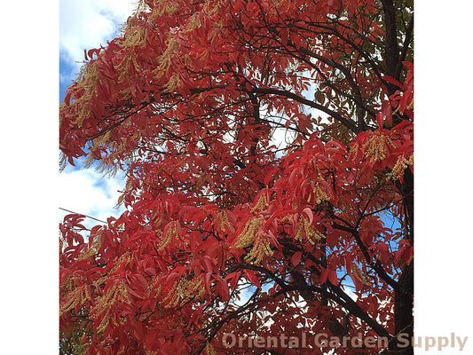 Oxydendron arboreum