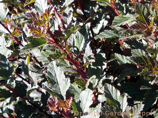 Physocarpus opulifolius 'Tiny Wine'