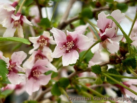 Prunus incisa 'Kojo No Mai'